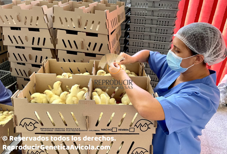Venta de pollito de un dia de nacido